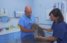 Veterinario en Arroyo de la Miel